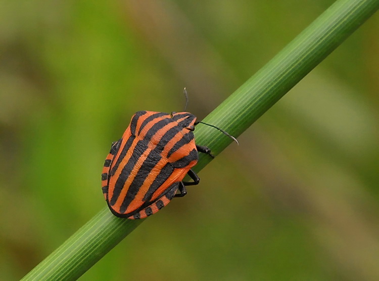 Un ultimo scatto al volo